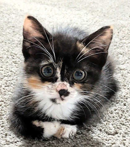 Shelter Stray Female Cat last seen N College Ave, Kansas City, MO 64156, 64156, MO, 7077 Elmwood Ave, Kansas City, MO 64132, USA