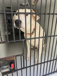 Shelter Stray Male Dog last seen Near Avalon sq, South Fulton, GA, 1251 Fulton Industrial Blvd NW, Atlanta, GA 30336, USA