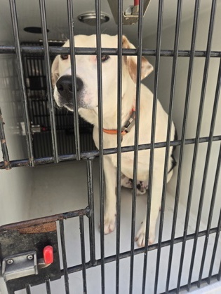 Shelter Stray Male Dog last seen Near Avalon sq, South Fulton, GA, 1251 Fulton Industrial Blvd NW, Atlanta, GA 30336, USA