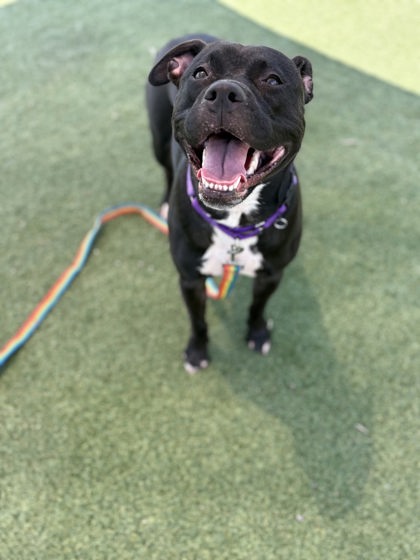 Shelter Stray Female Dog last seen Near Bosworth, 1st District, OH, 9203 Detroit Ave, Cleveland, OH 44102, USA