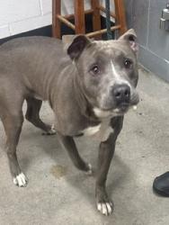 Shelter Stray Male Dog last seen E 79 & St Clair, 5th District, OH, 9203 Detroit Ave, Cleveland, OH 44102, USA