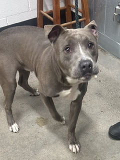 Shelter Stray Male Dog last seen E 79 & St Clair, 5th District, OH, 9203 Detroit Ave, Cleveland, OH 44102, USA