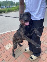 Shelter Stray Male Dog last seen Hague Rd and Crosspointe Blvd, Fishers City, IN, 10501 Hague Rd, Fishers, IN 46038, USA