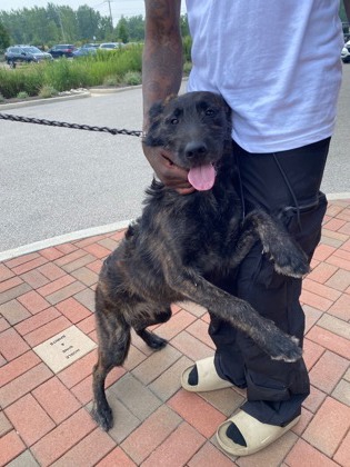 Shelter Stray Male Dog last seen Hague Rd and Crosspointe Blvd, Fishers City, IN, 10501 Hague Rd, Fishers, IN 46038, USA