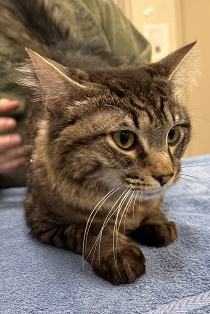 Shelter Stray Male Cat last seen 106th St and Windemere Blvd, Carmel City, IN, 10501 Hague Rd, Fishers, IN 46038, USA