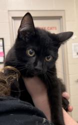 Shelter Stray Male Cat last seen Near Poplar St, HC Strays by Out of County Residents, IN, 10501 Hague Rd, Fishers, IN 46038, USA