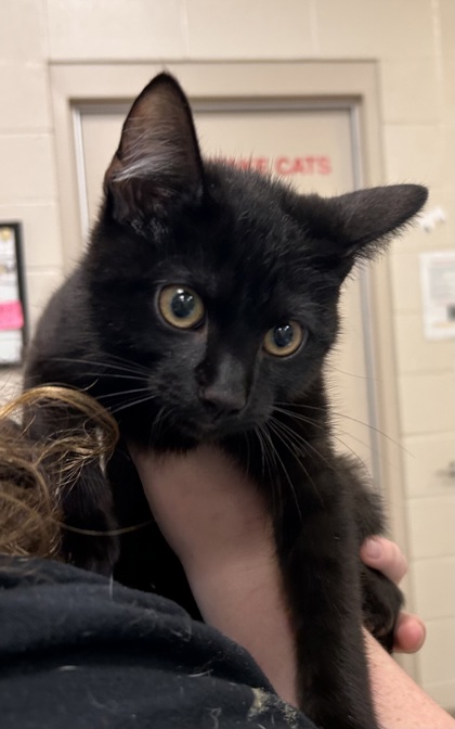 Shelter Stray Male Cat last seen Near Poplar St, HC Strays by Out of County Residents, IN, 10501 Hague Rd, Fishers, IN 46038, USA