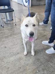Shelter Stray Female Dog last seen , , TX, 355 Hillshire Dr, Haslet, TX 76052, USA