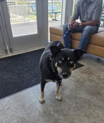 Shelter Stray Female Dog last seen , , TX, 355 Hillshire Dr, Haslet, TX 76052, USA