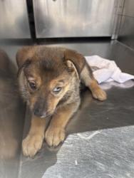 Shelter Stray Female Dog last seen Near BRYAN AVE, Central District,, 355 Hillshire Dr, Haslet, TX 76052, USA