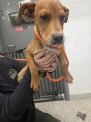 Shelter Stray Female Dog last seen Near Brondon st, County/Unicorporated, NC, 1491 Business Park Ct, Gastonia, NC 28052, USA