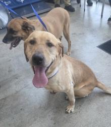 Shelter Stray Male Dog last seen Heritage Trace and Harmon, North District, TX, 355 Hillshire Dr, Haslet, TX 76052, USA
