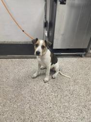 Shelter Stray Male Dog last seen Near Brondon st, County/Unicorporated, NC, 1491 Business Park Ct, Gastonia, NC 28052, USA