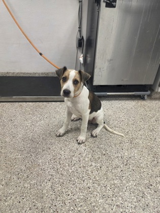 Shelter Stray Male Dog last seen Near Brondon st, County/Unicorporated, NC, 1491 Business Park Ct, Gastonia, NC 28052, USA