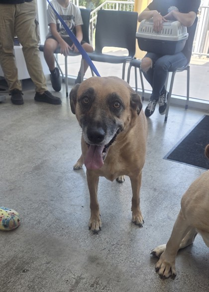 Shelter Stray Female Dog last seen Heritage Trace and Harmon, North District, TX, 355 Hillshire Dr, Haslet, TX 76052, USA