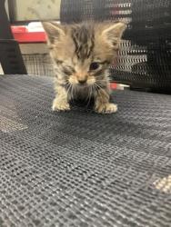 Shelter Stray Male Cat last seen Near diamond springs tr, Outside Jurisdiction - Return, TX, 355 Hillshire Dr, Haslet, TX 76052, USA