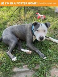 Shelter Stray Male Dog last seen Near Broening, 21224, MD, 301 Stockholm St, Baltimore, MD 21230, USA