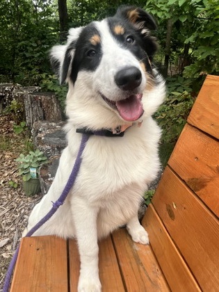 Shelter Stray Male Dog last seen Near Belmont Ave, 21216, MD, 301 Stockholm St, Baltimore, MD 21230, USA