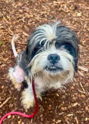 Shelter Stray Male Dog last seen Near Presstman st, 21217, MD, 301 Stockholm St, Baltimore, MD 21230, USA