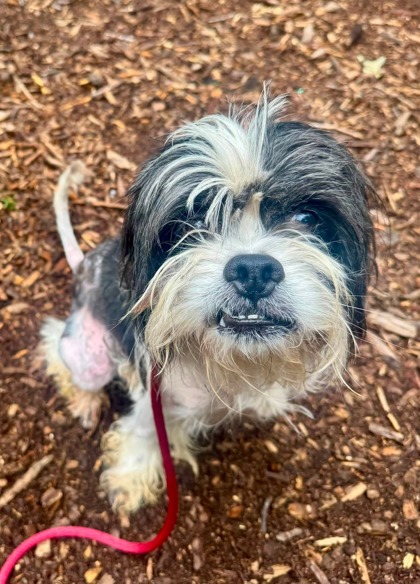 Shelter Stray Male Dog last seen Near Presstman st, 21217, MD, 301 Stockholm St, Baltimore, MD 21230, USA