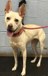 Shelter Stray Female Dog last seen Near Chamblee Tucker Road Rm. 307 Chamblee, 30341, 30341, GA, 3280 Chamblee Dunwoody Rd, Chamblee, GA 30341, USA