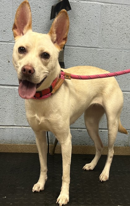 Shelter Stray Female Dog last seen Near Chamblee Tucker Road Rm. 307 Chamblee, 30341, 30341, GA, 3280 Chamblee Dunwoody Rd, Chamblee, GA 30341, USA