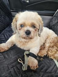 Shelter Stray Unknown Dog last seen Near Millstone Trail Stone Mountain Georgia 30087, 30087, GA, 3280 Chamblee Dunwoody Rd, Chamblee, GA 30341, USA