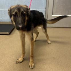 Shelter Stray Male Dog last seen Near Hanover Woods Road, 30058, GA, 3280 Chamblee Dunwoody Rd, Chamblee, GA 30341, USA
