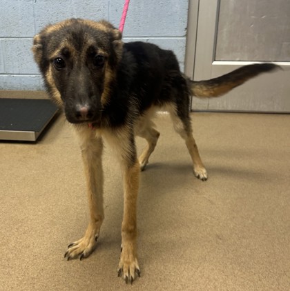 Shelter Stray Male Dog last seen Near Hanover Woods Road, 30058, GA, 3280 Chamblee Dunwoody Rd, Chamblee, GA 30341, USA