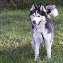Shelter Stray Male Dog last seen 