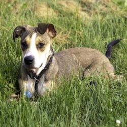 Shelter Stray Female Dog last seen Independence Ln and Anniversary Ln, Madison 17, City of, WI, 5132 Voges Rd, Madison, WI 53718, USA