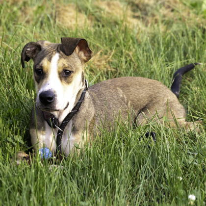 Shelter Stray Female Dog last seen Independence Ln and Anniversary Ln, Madison 17, City of, WI, 5132 Voges Rd, Madison, WI 53718, USA