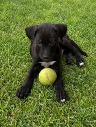 Shelter Stray Male Dog last seen Near FLOYD WAY, CITY of El Paso, TX, 5001 Fred Wilson Ave, El Paso, TX 79906, USA