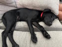 Found/Stray Female Dog last seen Fairwater Subdivision, Montgomery, TX 77316