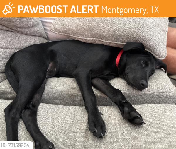 Found/Stray Female Dog last seen Fairwater Subdivision, Montgomery, TX 77316