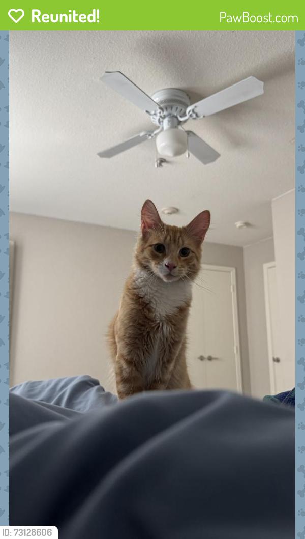 Reunited Male Cat last seen Near Hartley St, West Covina, West Covina, CA 91790
