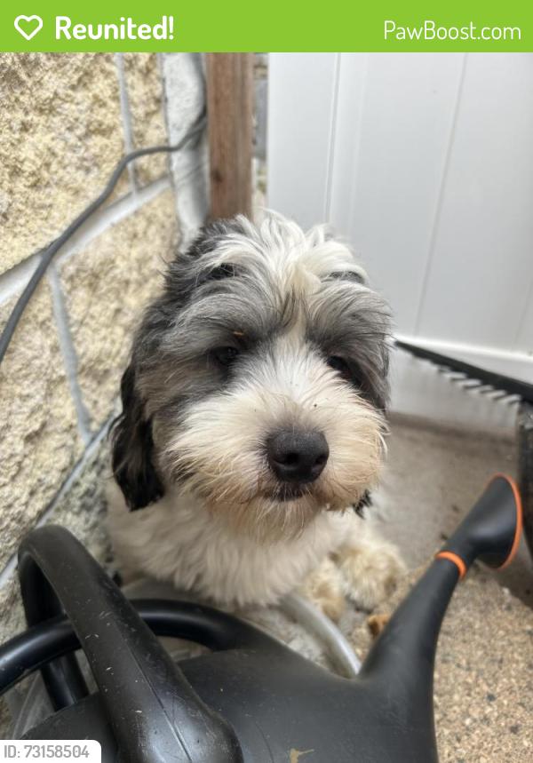 Reunited Male Dog last seen Magnolia ave e, Saint Paul, MN 55106