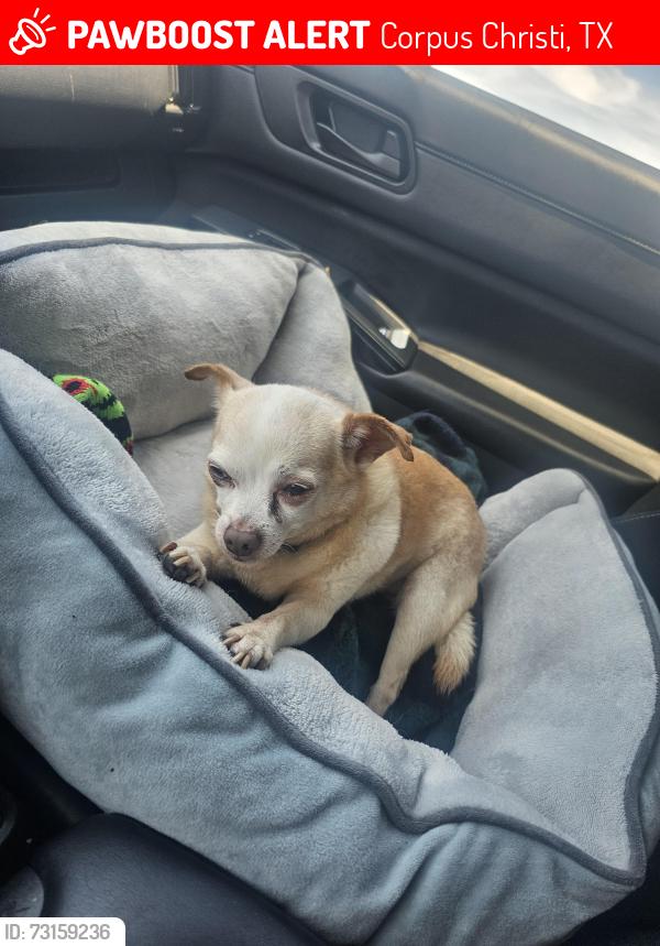 Lost Male Dog last seen Cresterrace &Allencrest, Corpus Christi, TX 78415