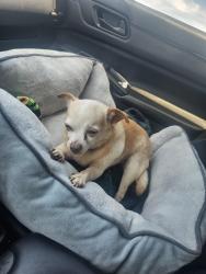 Lost Male Dog last seen Cresterrace &Allencrest, Corpus Christi, TX 78415