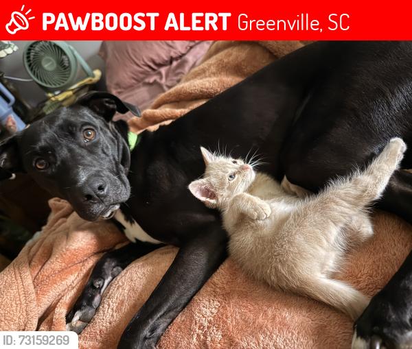 Lost Male Dog last seen Welcome ave., Greenville, SC 29611