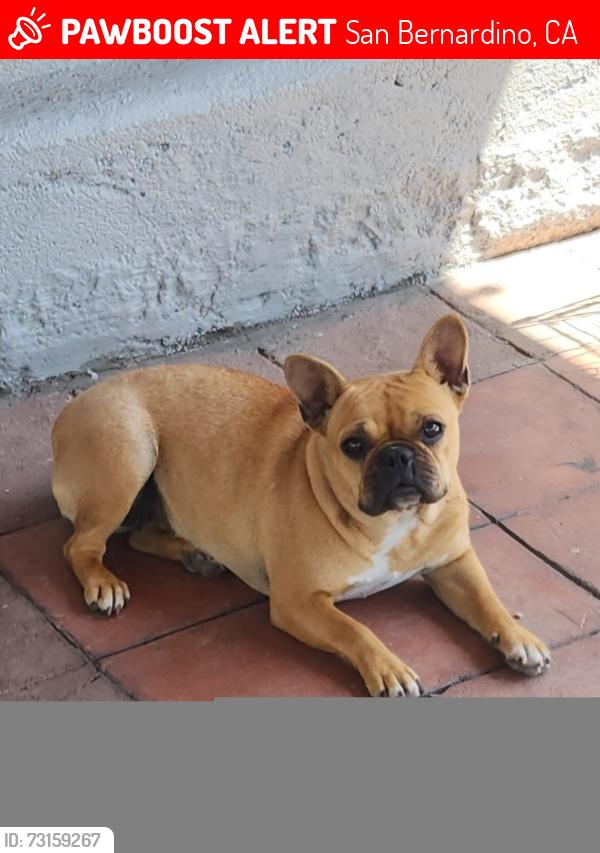 Lost Female Dog last seen 30th st and arrowhead, San Bernardino, CA 92405