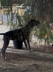 Reunited Female Dog last seen Thomas Rivera Middle School, Perris, CA 92570