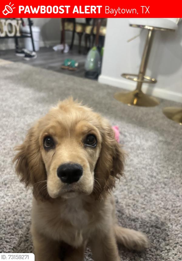 Lost Male Dog last seen Baytown TX 77521, Baytown, TX 77521