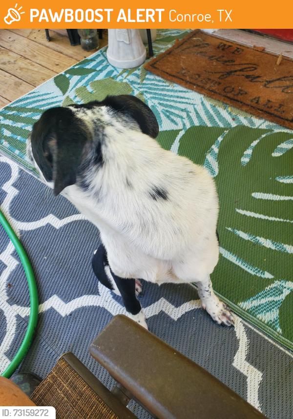 Found/Stray Female Dog last seen Hillgreen and Jeffcote, Conroe, TX 77303