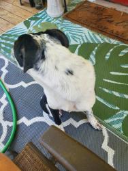Found/Stray Female Dog last seen Hillgreen and Jeffcote, Conroe, TX 77303