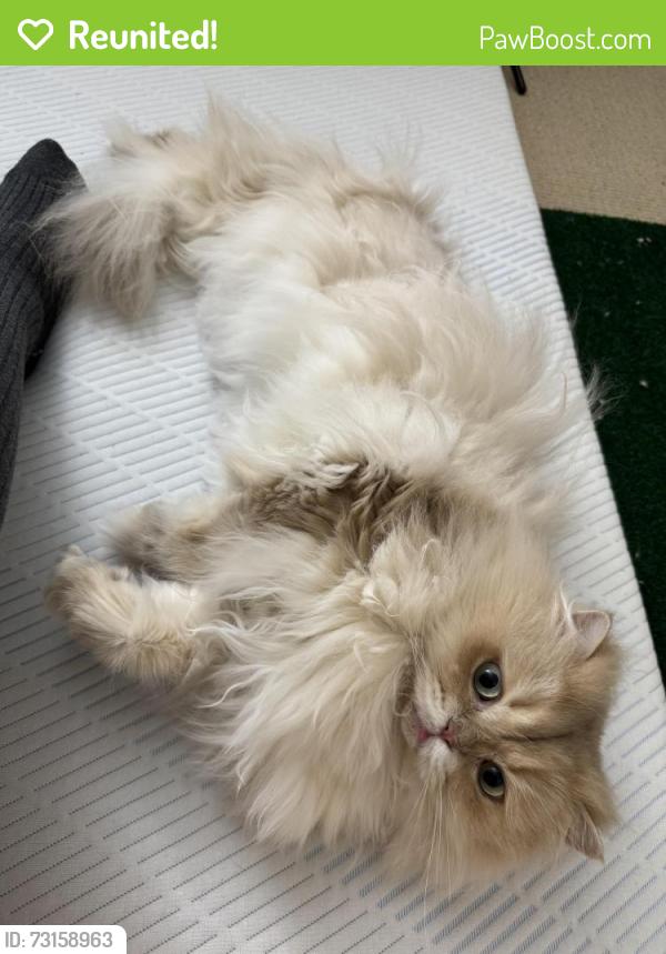 Reunited Male Cat last seen Near 6th Ave, Menlo Park, Menlo Park, CA 94025
