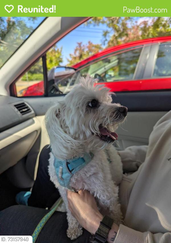 Reunited Female Dog last seen Mukilteo Blvd and Seahurst Ave, Everett, Everett, WA 98203