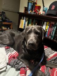 Lost Male Dog last seen Spring Street, Cascade-Chipita Park, CO 80809