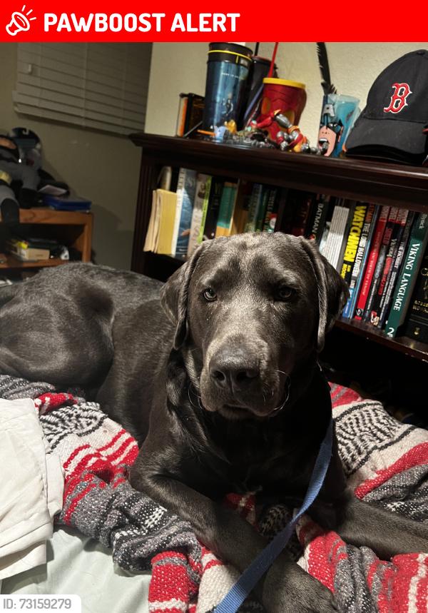 Lost Male Dog last seen Spring Street, Cascade-Chipita Park, CO 80809