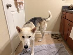 Found/Stray Male Dog last seen Chase @Champion Forest, Spring, TX 77379